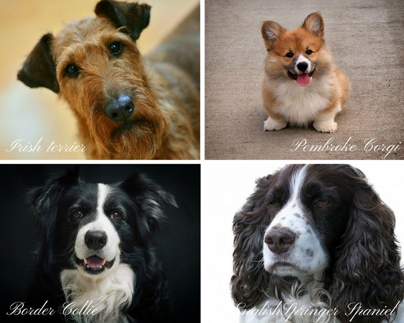 British Dog Breeds