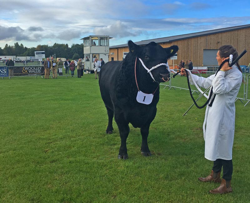 aberdeen-angus