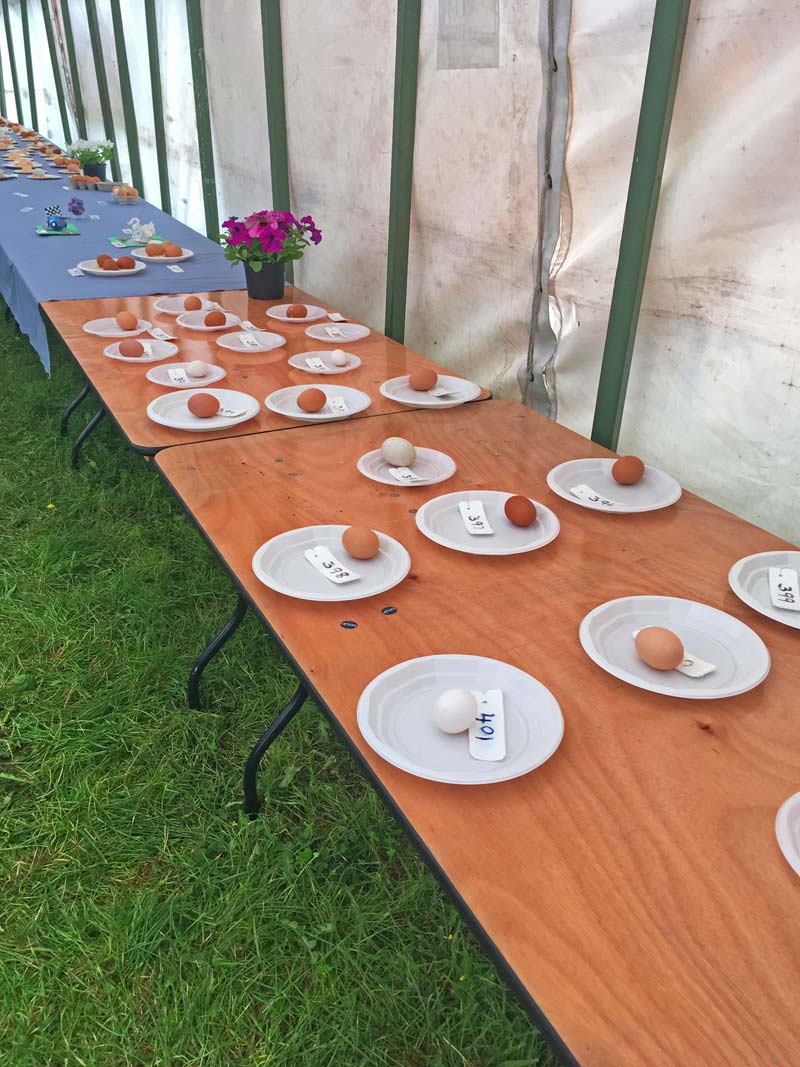 berkshire county show eggs