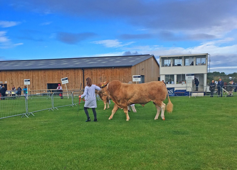 english blonde cattle