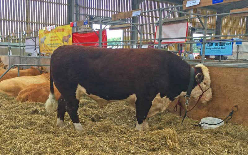 hereford bull