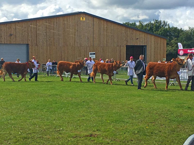 limousin cattle