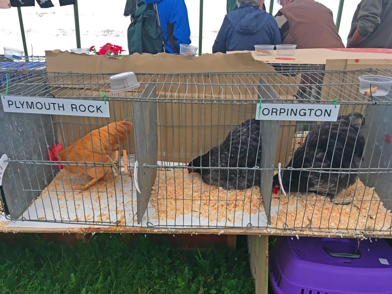 orpington chicken