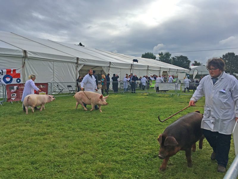 berkshire county show pigs
