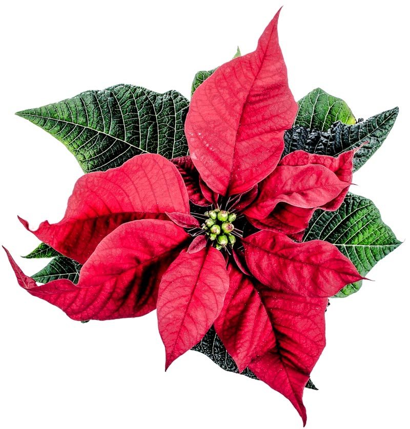 poinsettia