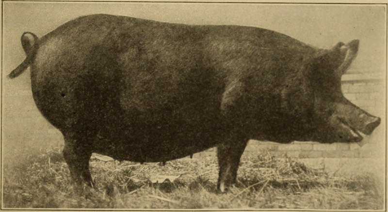 tamworth pig