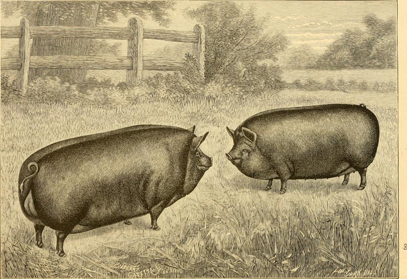 yorkshire pigs