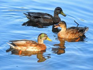 ducks