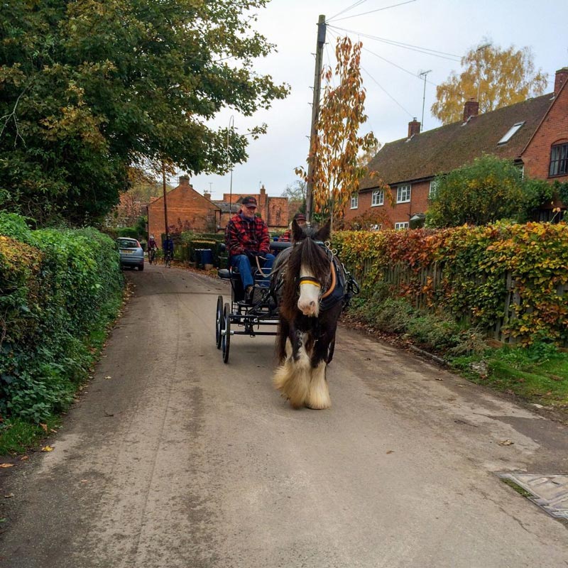 Shire-Horse-Buckinghamshire