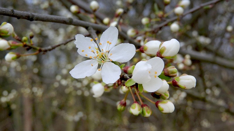 Hawthorn