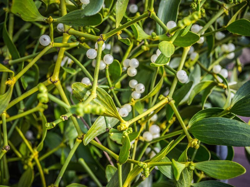 Mistletoe