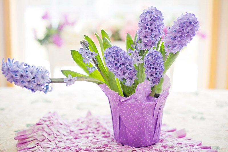 hyacinth