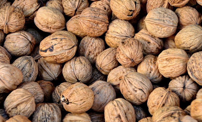 walnut