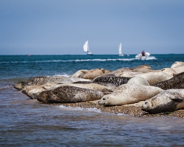 blakeney_point_grey_seals