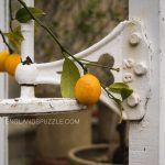 Lemon, Orchard House