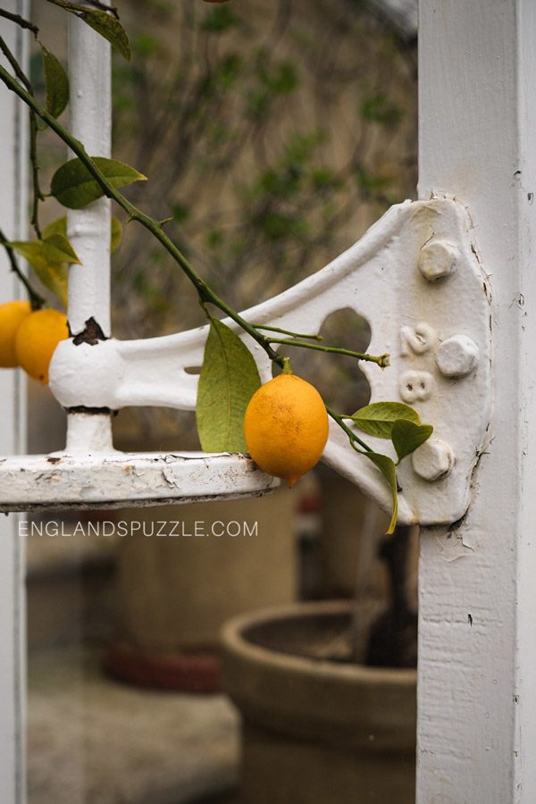 Lemon, Orchard House